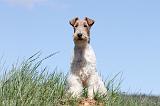 FOX TERRIER 376